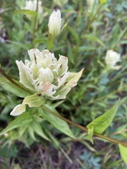 Castilleja septentrionalis