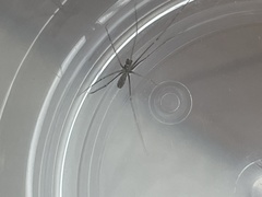 Pholcus opilionoides