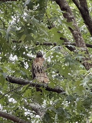 Buteo jamaicensis