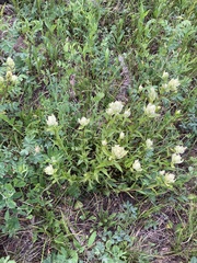 Castilleja septentrionalis