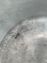 Pholcus opilionoides