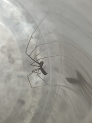 Pholcus opilionoides