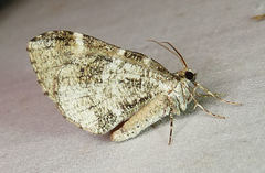 Stamnodes gibbicostata