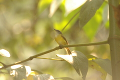 Abroscopus superciliaris