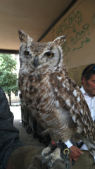 Bubo