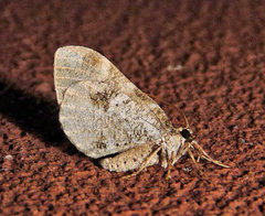 Stamnodes gibbicostata