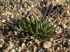 Phemeranthus confertiflorus