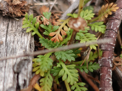 Leptinella filicula