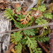 Leptinella filicula - Photo (c) Wayne Martin, algunos derechos reservados (CC BY-NC), subido por Wayne Martin