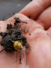 Harmonia axyridis
