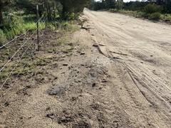 Phemeranthus confertiflorus