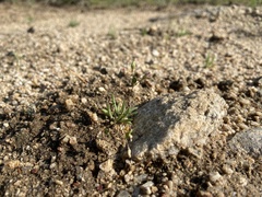 Phemeranthus confertiflorus