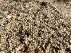 Phemeranthus confertiflorus