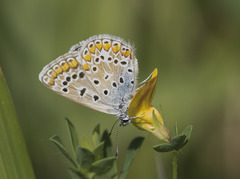 Polyommatus icarus