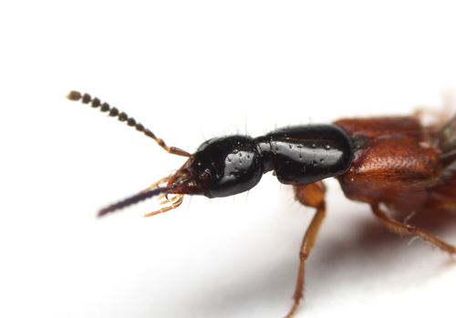 Large rove beetle photo 3