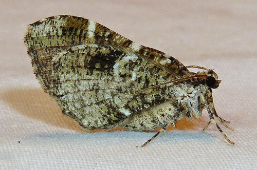 Stamnodes gibbicostata Walker, 1862