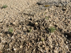 Phemeranthus confertiflorus