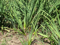 Sparganium erectum