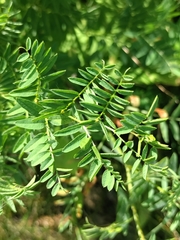Vicia tenuifolia