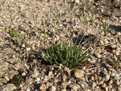 Phemeranthus confertiflorus