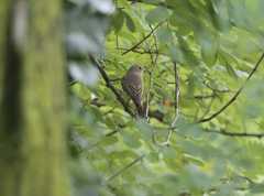 Phoenicurus phoenicurus