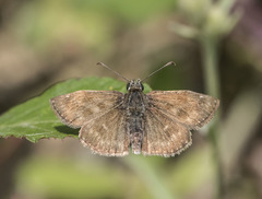 Erynnis tages