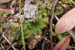 Leptinella filicula