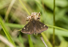 Heteropterus morpheus