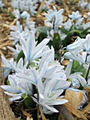 Scilla mischtschenkoana
