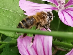 Apis mellifera