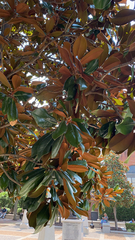 Magnolia grandiflora