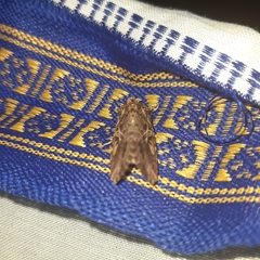 Spodoptera litura