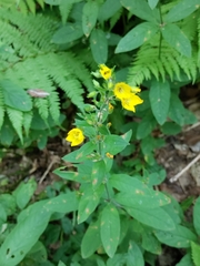 Lysimachia verticillaris