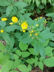 Lysimachia verticillaris