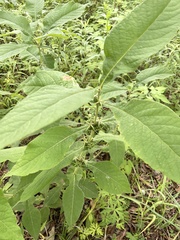 Triosteum perfoliatum