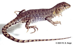 Liolaemus uspallatensis