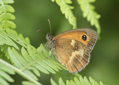 Pyronia tithonus
