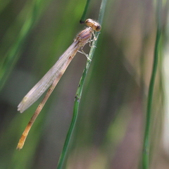 Erythromma
