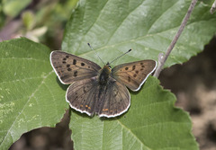 Lycaena tityrus