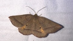 Metarranthis obfirmaria