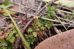 Leptinella filicula