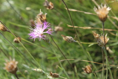 Psephellus trinervius