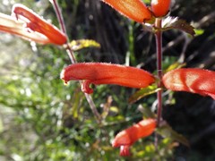 Lamourouxia rhinanthifolia