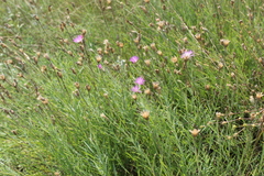 Psephellus trinervius