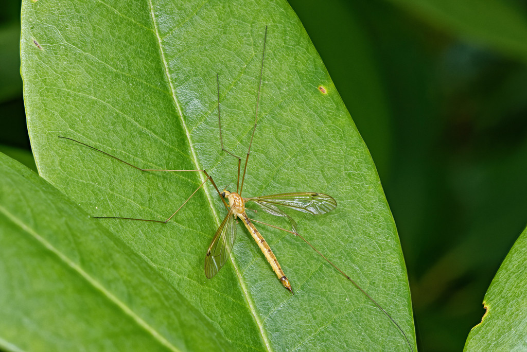 Nephrotoma gracilicornis
