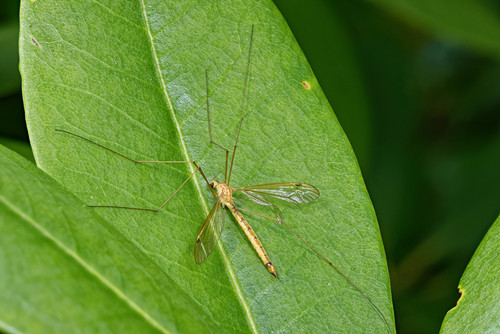 Nephrotoma gracilicornis