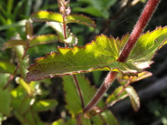 Lamourouxia rhinanthifolia