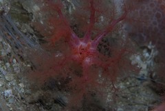 Thyone aurea