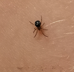 Theridiidae