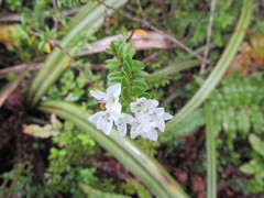 Veronica canterburiensis